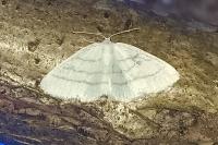 Cabera pusaria