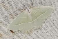 Campaea margaritaria