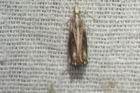 Catoptria verellus