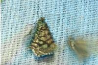 Chiasmia clathrata