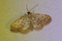 Idaea bonifata