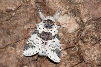 Furcula bicuspis
