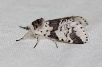 Furcula bicuspis