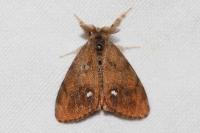 Orgyia antiqua