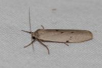 Pelosia muscerda