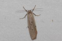 Pelosia muscerda