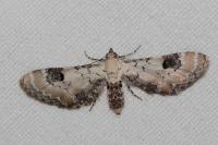 Eupithecia centaureata