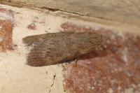Lamoria anella
