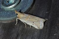 Gymnancyla canella