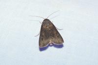 Agrotis ipsilon