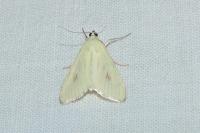 Sitochroa palealis