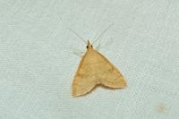Udea fulvalis