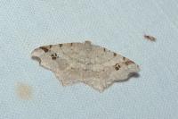 Macaria alternata
