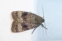 Amphipyra pyramidea