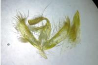 Amphipyra pyramidea