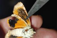 Noctua fimbriata