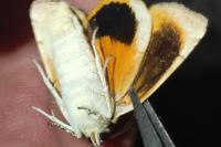 Noctua tirrenica