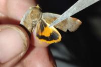 Noctua janthe