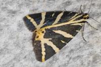 Euplagia quadripunctaria