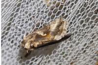 Autographa gamma