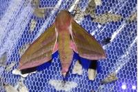 Deilephila elpenor