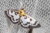 Anania hortulata