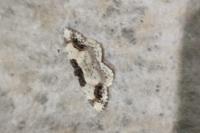 Ligdia adustata