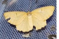 Angerona prunaria