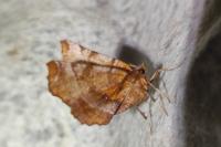 Selenia dentaria
