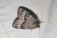 Amphipyra berbera svenssoni
