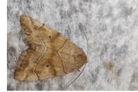 Cosmia trapezina