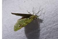 Chloroclystis v-ata