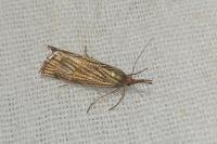 Chrysocrambus linetella