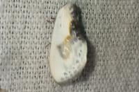 Cilix glaucata