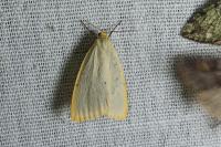 Cybosia mesomella