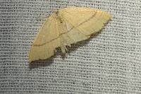 Cyclophora linearia