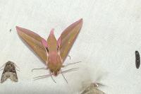 Deilephila elpenor