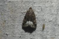 Deltote pygarga