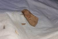 Dendrolimus pini pini