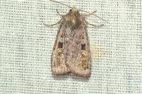 Diarsia brunnea