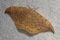 Drepana curvatula