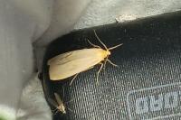 Wittia sororcula