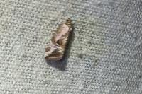 Elaphria venustula