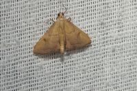 Endotricha flammealis