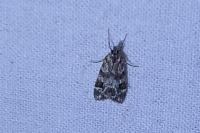 Eudonia delunella