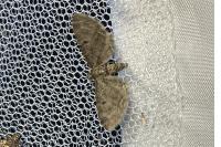 Eupithecia absinthiata