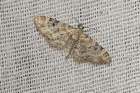 Eupithecia pulchellata