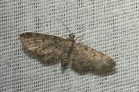 Eupithecia vulgata