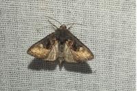 Euplexia lucipara