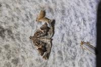 Eulithis prunata
